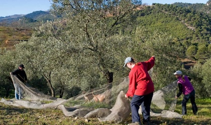 Three people harvesting olives with nets under a tree, hills in the background