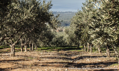 an olive grove sloping downhill, with the sea in the distant background