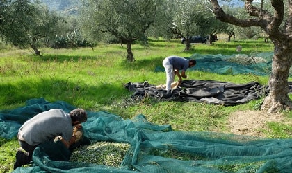 people sorting olives in nets under olive trees