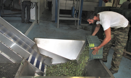 A man pouring olives from a crate into a hopper in a Greek olive mill