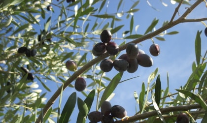 olives on branches, against blue sky