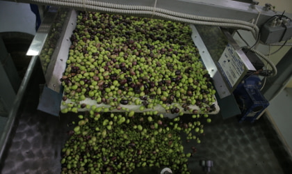 olives on a conveyor belt being washed in the olive mill
