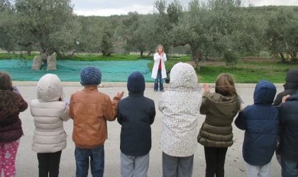 children standing in a line across from an olive grove, facing a teacher