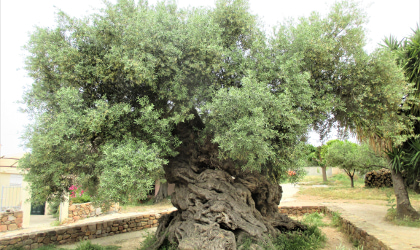 the ancient olive tree in Ano Vouves, Crete
