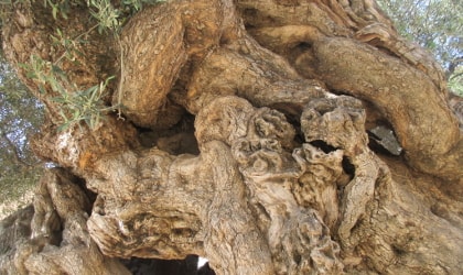 Detailed closeup of part of the trunk of the ancient olive tree in Vouves, Crete