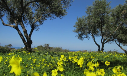 yellow wood sorrel flowers leading up to two olive trees against a brilliant blue sky