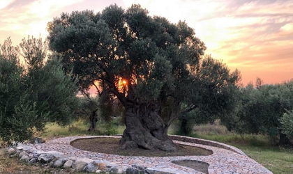 a monumental olive tree in a nicely landscaped area, with the sunset behind it
