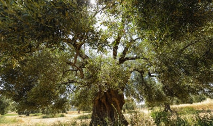 An huge, ancient olive tree at Yanni's Olive Grove