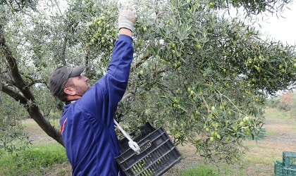 A harvester picking olives by hand in Yanni's Olive Grove, Chaldiki, northern Greece