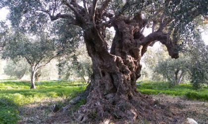 an ancient olive tree in an olive grove