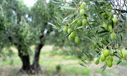 closeup of green olives hanging on a tree, with other olive trees in the background