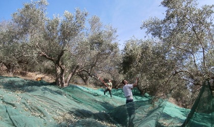 A couple harvesting olives on a steep hillside