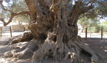 An up-close view of the massive, sculptural trunk of the monumental olive tree of Kavousi