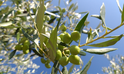 closeup of green olives on a branch against a bright blue sky