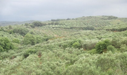Olive groves in PDO Kolymvari on a cloudy day