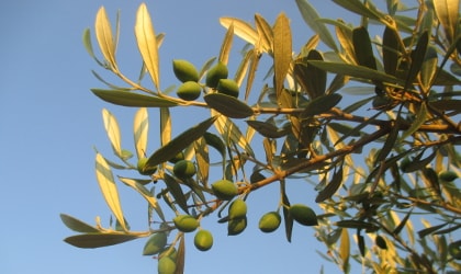 olive leaves and olives glowing in the evening light