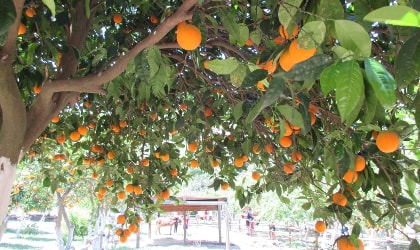 oranges hanging from trees like Christmas decorations