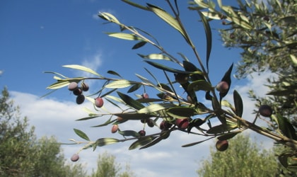 branch with small, ripe black olives against vivid blue sky