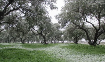 snow on olive trees and green sorrel beneath them
