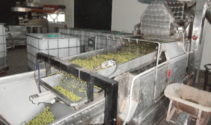 Washing olives at a mechanized olive mill in Astrikas village, Crete