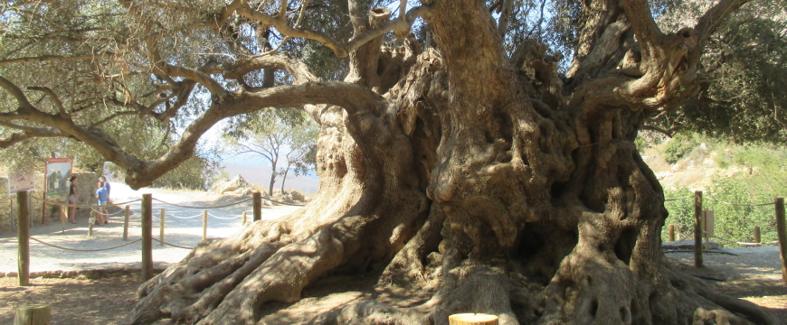 An up-close view of the massive, sculptural trunk of the monumental olive tree of Kavousi, with some of its branches and leaves showing