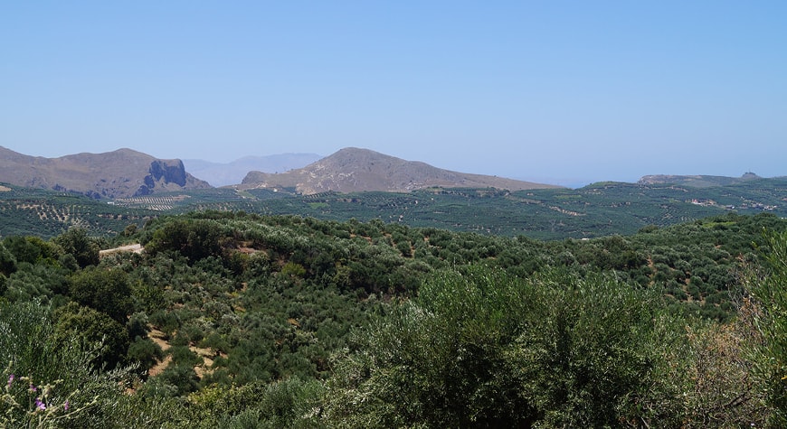 hills and valleys full of olive groves