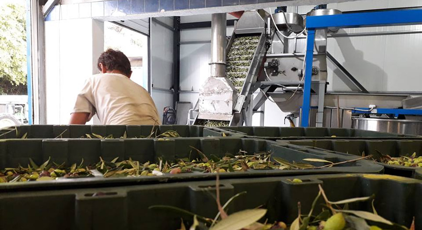 the top of a pile of crates of harvested olives, looking over them at the conveyor belt in the olive mill