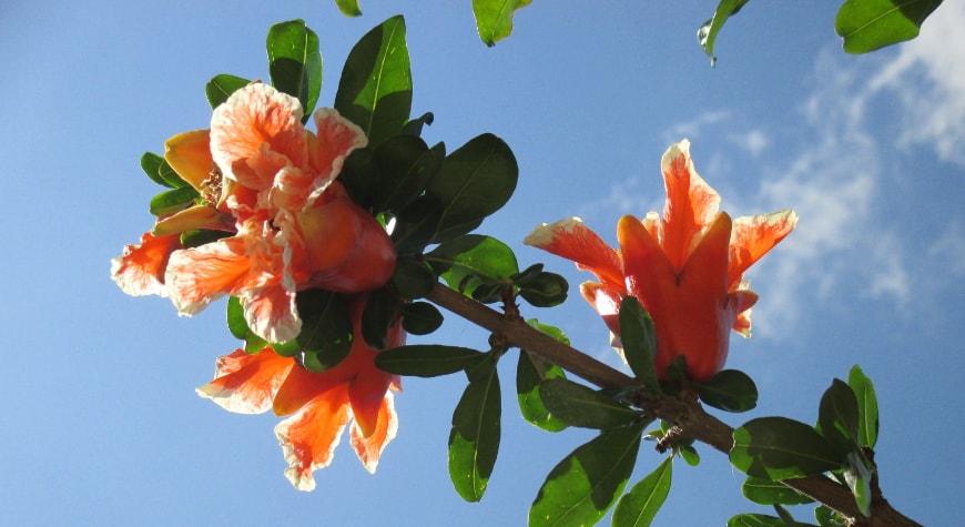 Brilliant red-orange flowers with frilly white edges mixed with baby pomegranate fruits against the bright blue sky