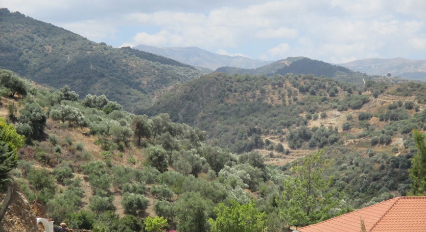 Hills full of olive groves around the Botanical Park with a bit of its orange tiled restaurant roof in lower right corner