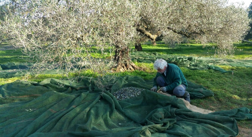 Grigoris Kokolakis harvesting olives, with a large green net spread under the trees
