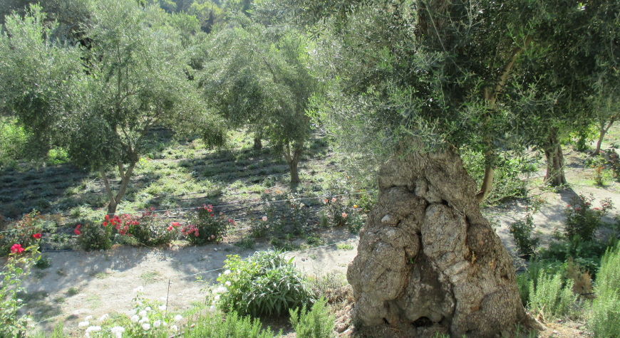 an ancient olive tree with a pear-shaped trunk near other, younger olive trees at Maravel gardens