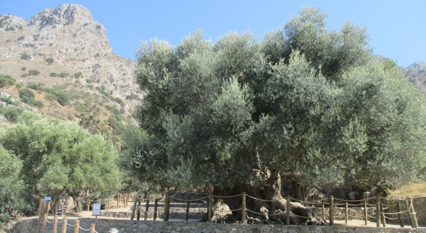 the monumental olive tree of Kavousi, with regular olive trees and a rocky hill behind and to the left of it