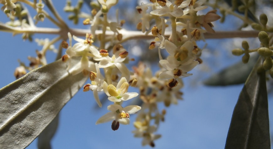 olive blossoms against a bright blue sky