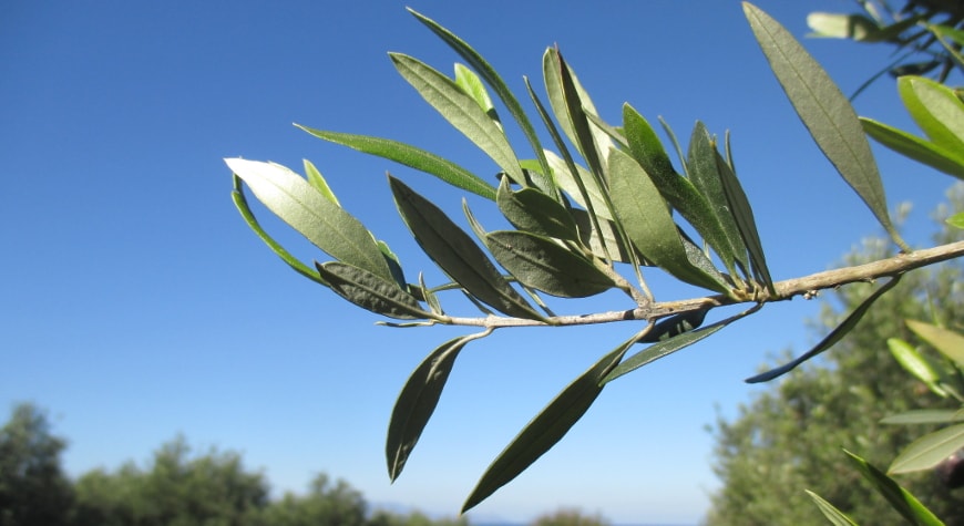 olive leaves against a bright blue sky