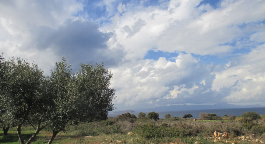 olive tree, December cloudscape
