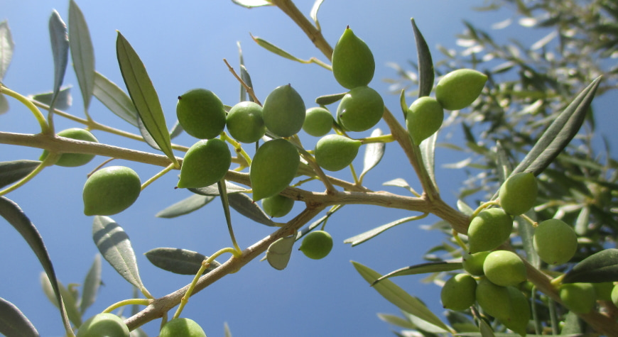 closeup of olives growing on a branch against a bright blue sky