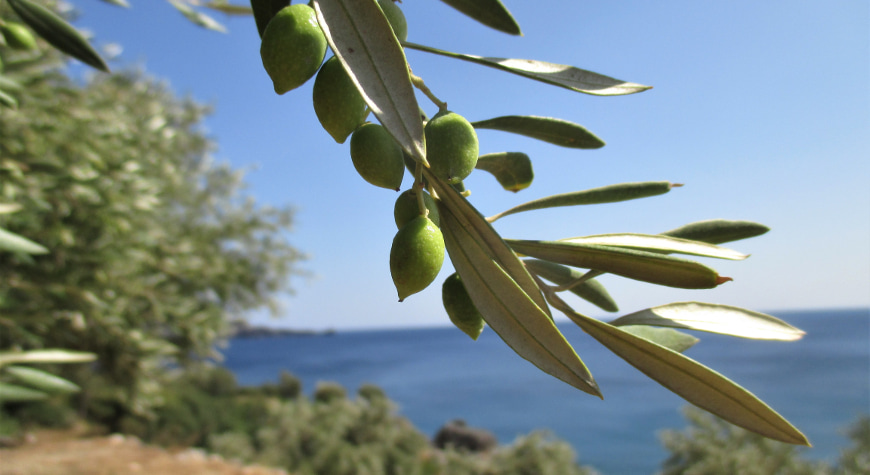 olive branch closeup against the sea and sky