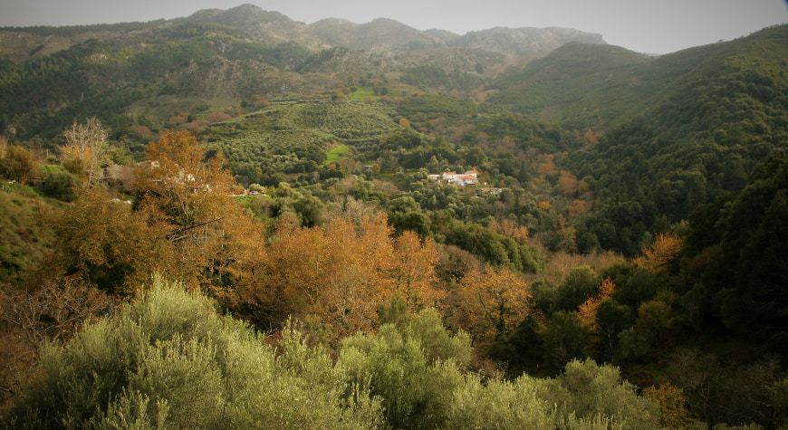 olive groves and deciduous trees in the hills in autumn