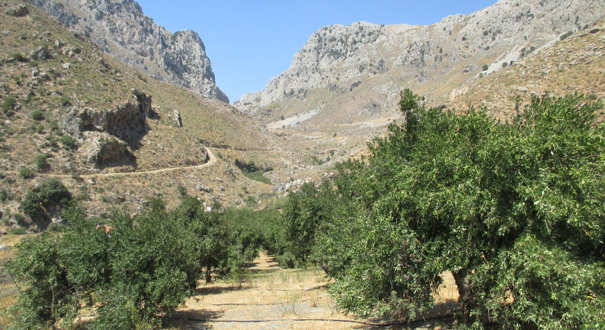 olive groves in front of rocky hills