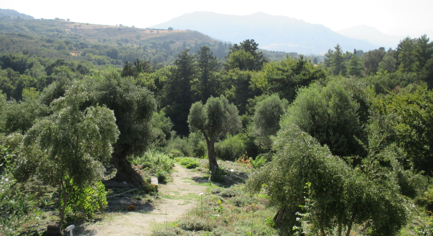 olive and other trees in Maravel gardens in Spili