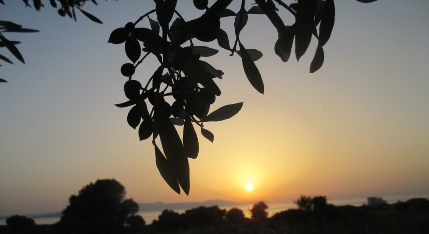 olives and olive leaves silhouetted against the sunset sky