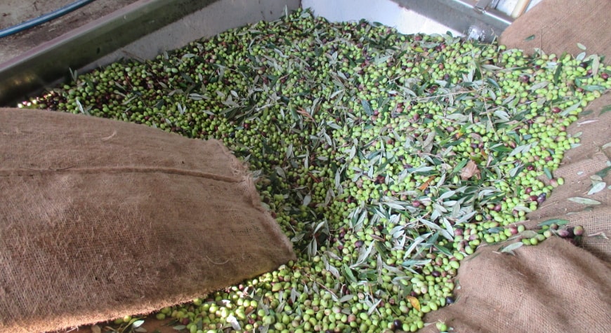 olives poured from burlap bags into a hopper in the mill