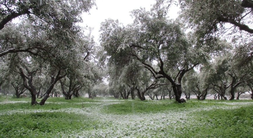 snowy olive grove