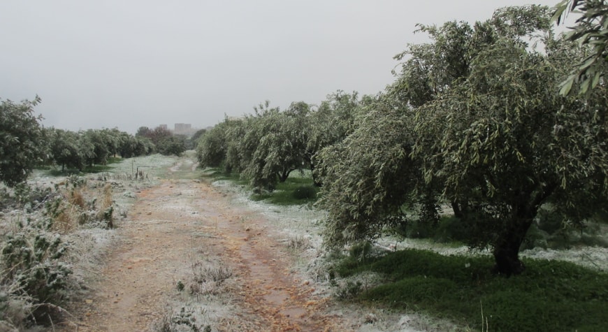 snowy olive grove and dirt road