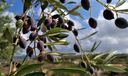 purple olives on a tree with a blue and sky with some clouds behind them