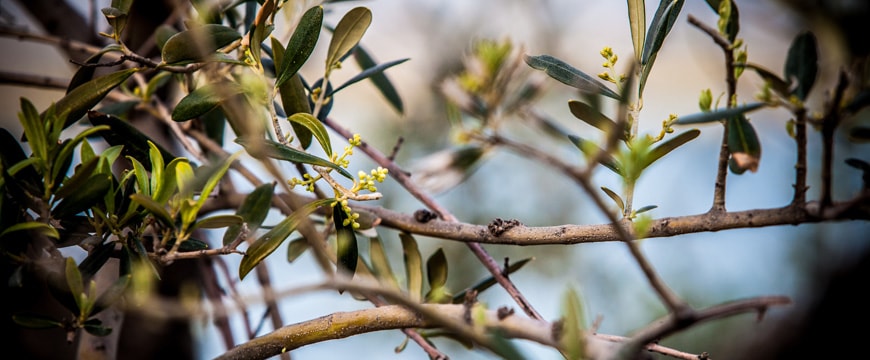 olive flower buds, leaves, and branches