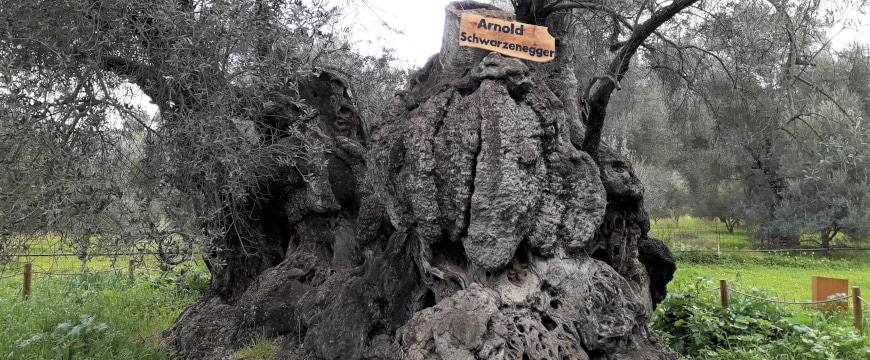 the very wide, bulging, textured trunk of an ancient olive tree, with a small wooden sign that says "Arnold Schwarzenegger" tied around it