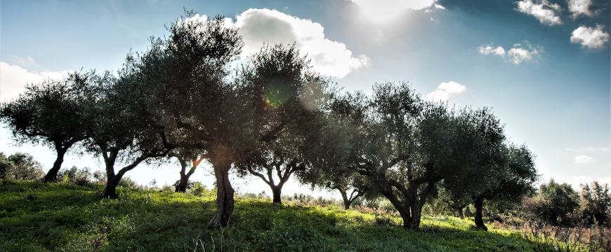 Olive trees with the sun and sky behind them