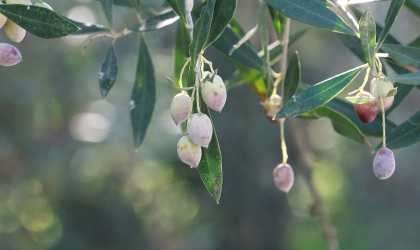 Koroneiki olives hanging from a tree branch