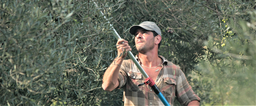 Diamantis Pierrakos harvesting olives with a hand-held harvester